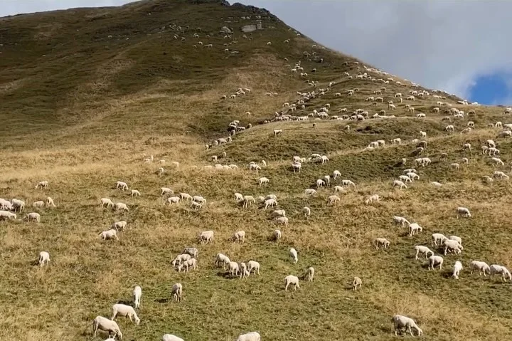 Sheep on the slope above the rifugio